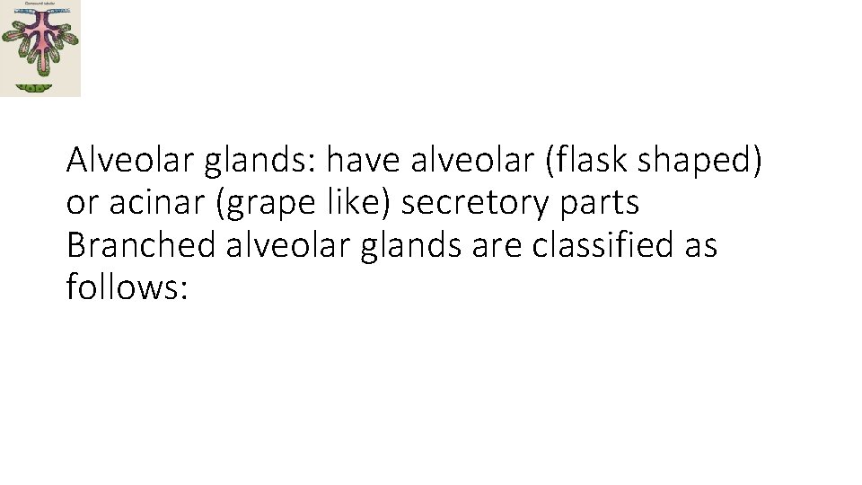 Alveolar glands: have alveolar (flask shaped) or acinar (grape like) secretory parts Branched alveolar