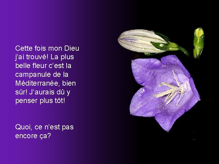 Cette fois mon Dieu j’ai trouvé! La plus belle fleur c’est la campanule de