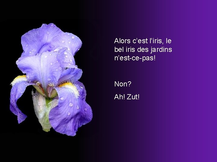 Alors c’est l’iris, le bel iris des jardins n’est-ce-pas! Non? Ah! Zut! 