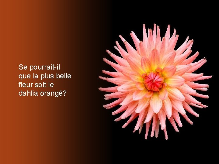 Se pourrait-il que la plus belle fleur soit le dahlia orangé? 