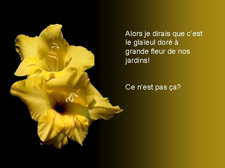 Alors je dirais que c’est le glaïeul doré à grande fleur de nos jardins!