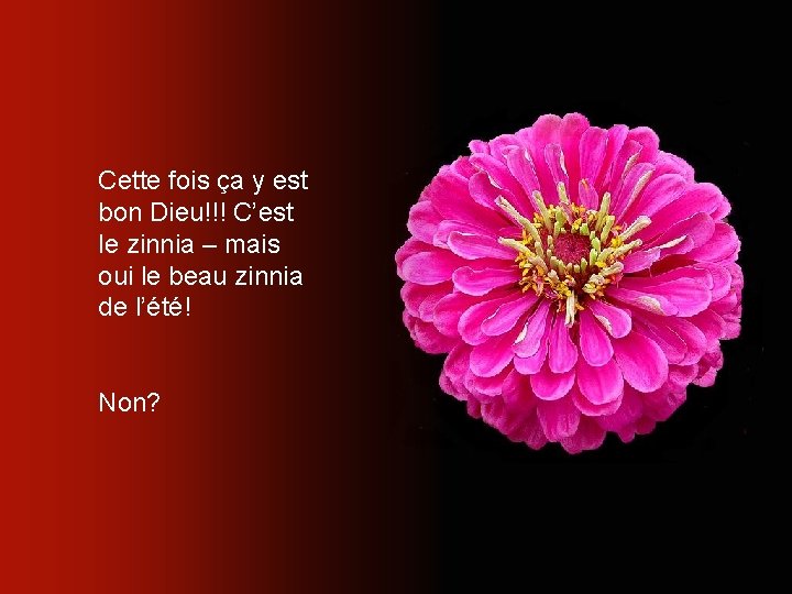 Cette fois ça y est bon Dieu!!! C’est le zinnia – mais oui le
