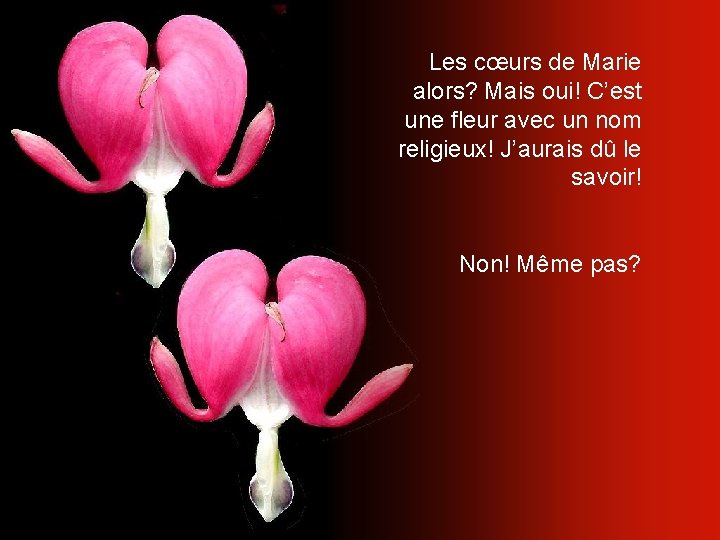 Les cœurs de Marie alors? Mais oui! C’est une fleur avec un nom religieux!