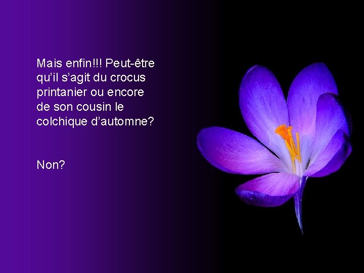 Mais enfin!!! Peut-être qu’il s’agit du crocus printanier ou encore de son cousin le