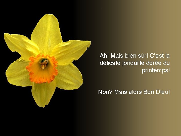 Ah! Mais bien sûr! C’est la délicate jonquille dorée du printemps! Non? Mais alors