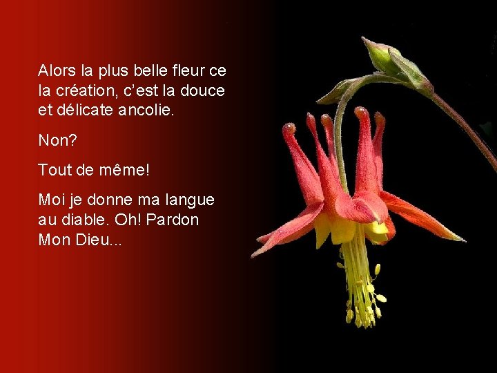 Alors la plus belle fleur ce la création, c’est la douce et délicate ancolie.