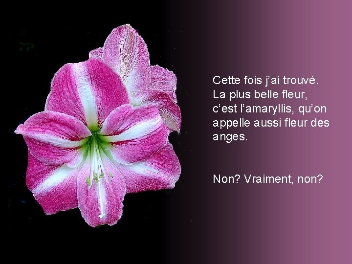 Cette fois j’ai trouvé. La plus belle fleur, c’est l’amaryllis, qu’on appelle aussi fleur