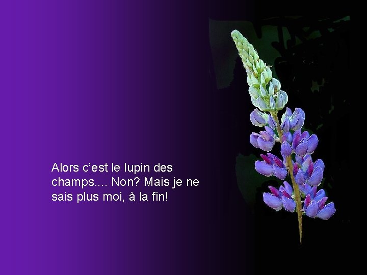 Alors c’est le lupin des champs. . Non? Mais je ne sais plus moi,