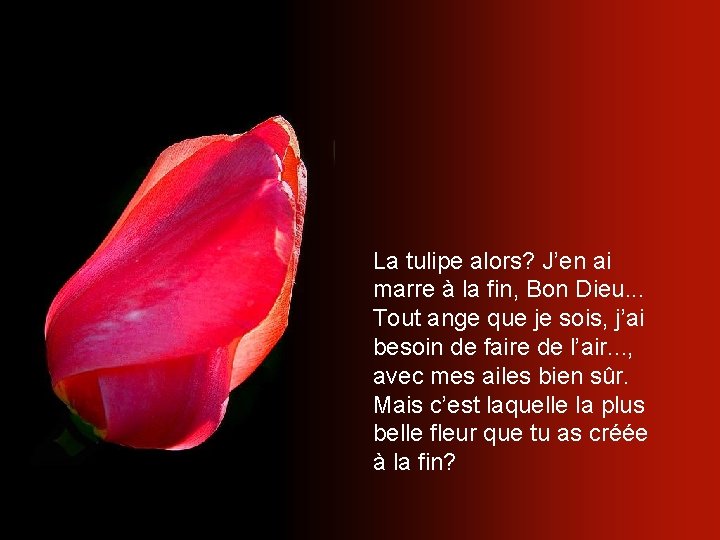 La tulipe alors? J’en ai marre à la fin, Bon Dieu. . . Tout