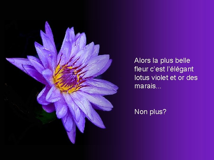Alors la plus belle fleur c’est l’élégant lotus violet et or des marais. .