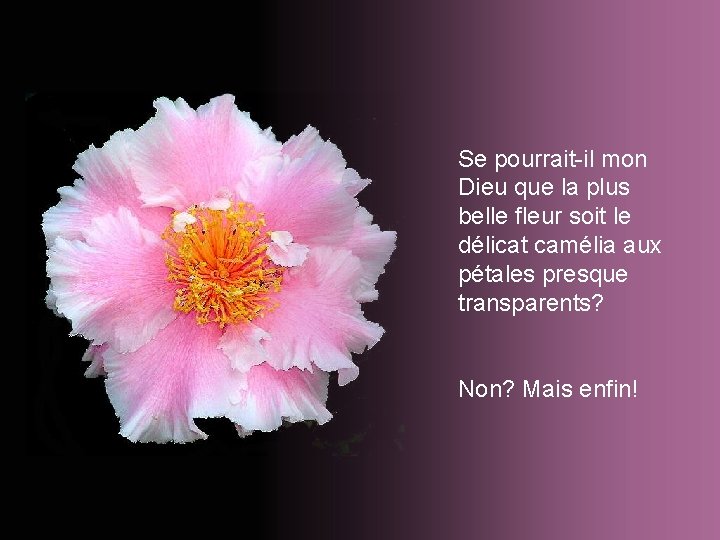 Se pourrait-il mon Dieu que la plus belle fleur soit le délicat camélia aux