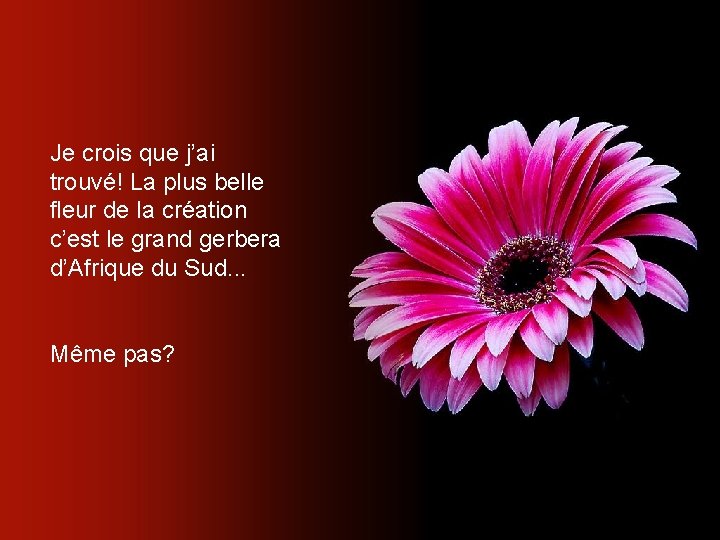 Je crois que j’ai trouvé! La plus belle fleur de la création c’est le