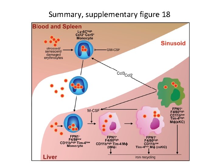 Summary, supplementary figure 18 