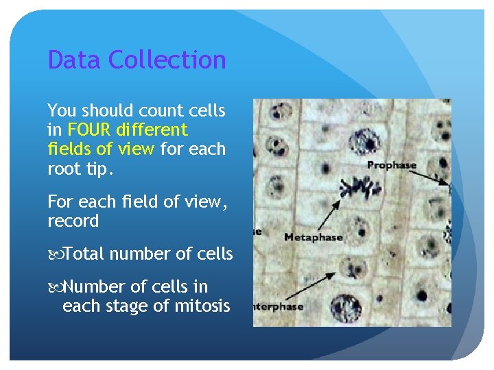 Data Collection You should count cells in FOUR different fields of view for each