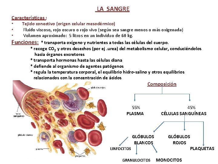 LA SANGRE Características : Tejido conectivo (origen celular mesodérmico) Fluido viscoso, rojo oscuro o