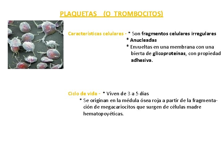 PLAQUETAS (O TROMBOCITOS) Características celulares - * Son fragmentos celulares irregulares * Anucleadas *