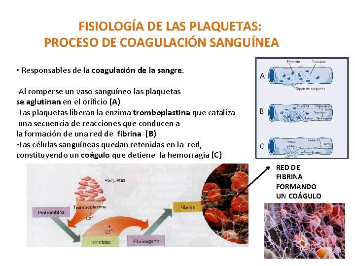 FISIOLOGÍA DE LAS PLAQUETAS: PROCESO DE COAGULACIÓN SANGUÍNEA • Responsables de la coagulación de