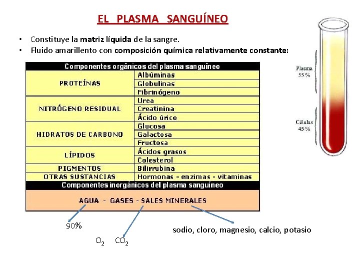 EL PLASMA SANGUÍNEO • Constituye la matriz líquida de la sangre. • Fluido amarillento