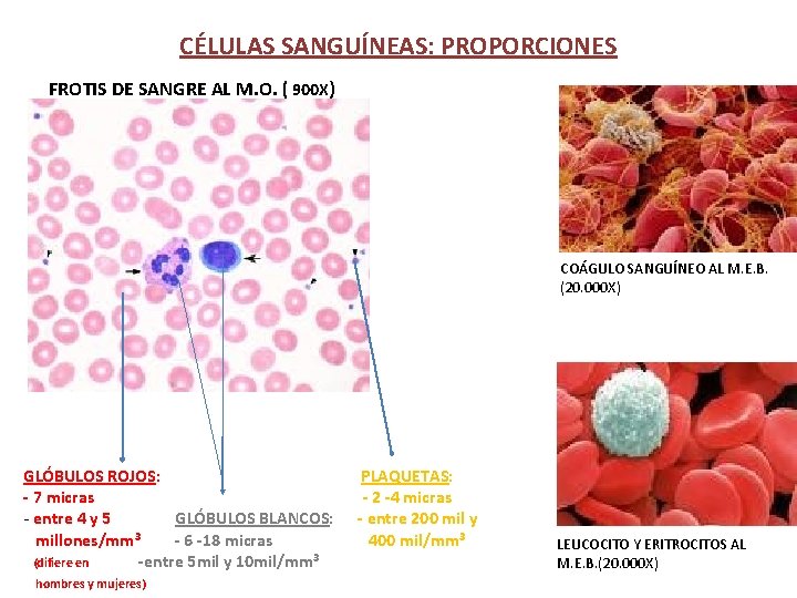 CÉLULAS SANGUÍNEAS: PROPORCIONES FROTIS DE SANGRE AL M. O. ( 900 X) COÁGULO SANGUÍNEO
