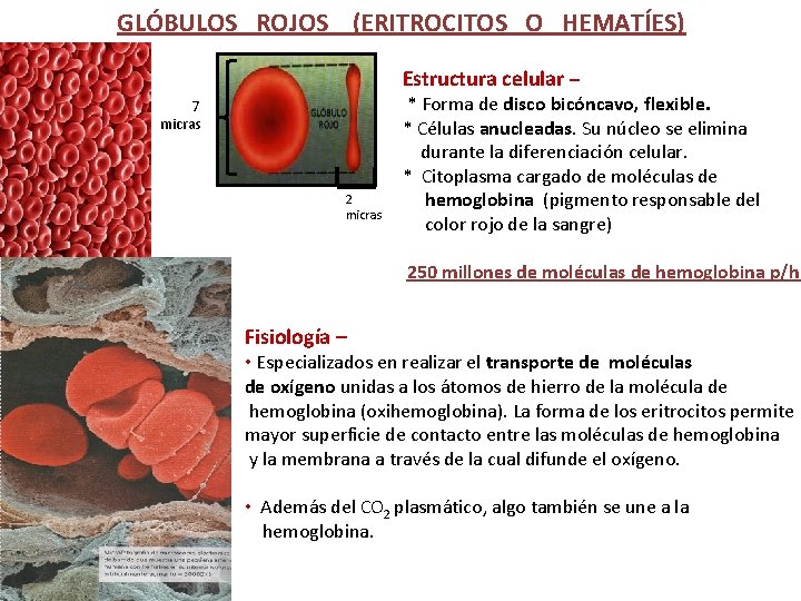 GLÓBULOS ROJOS (ERITROCITOS O HEMATÍES) Estructura celular – 7 micras 2 micras * Forma