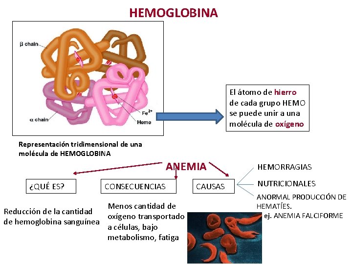 HEMOGLOBINA El átomo de hierro de cada grupo HEMO se puede unir a una