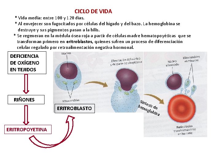 CICLO DE VIDA * Vida media: entre 100 y 120 días. * Al envejecer