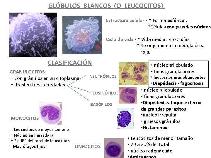 GLÓBULOS BLANCOS (O LEUCOCITOS) Estructura celular - * Forma esférica. *Células con grandes núcleos