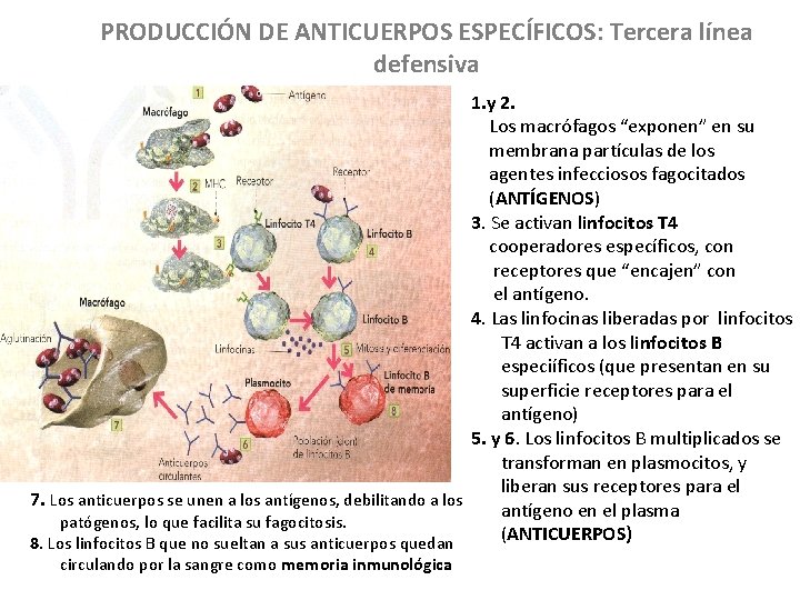 PRODUCCIÓN DE ANTICUERPOS ESPECÍFICOS: Tercera línea defensiva 1. y 2. Los macrófagos “exponen” en