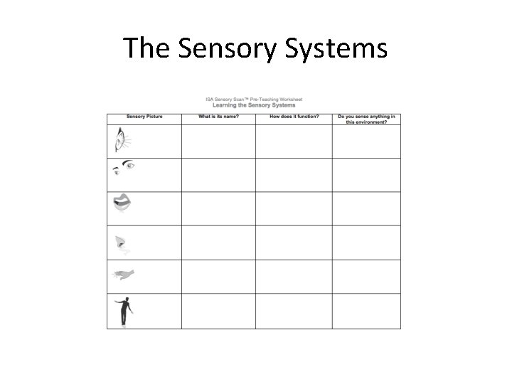 The Sensory Systems The Sensory Systems
