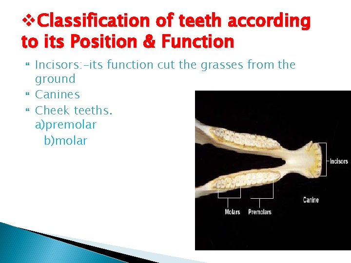 v. Classification of teeth according to its Position & Function Incisors: -its function cut