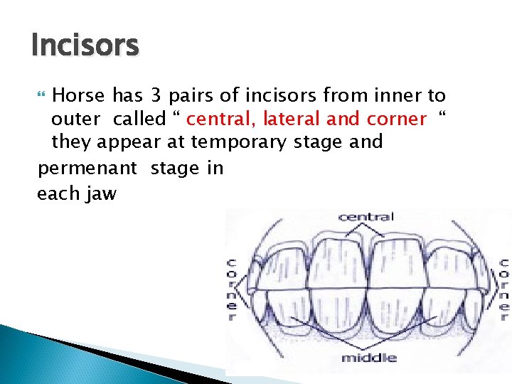 Incisors Horse has 3 pairs of incisors from inner to outer called “ central,