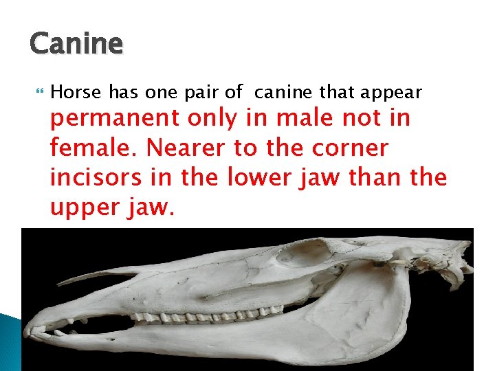 Canine Horse has one pair of canine that appear permanent only in male not