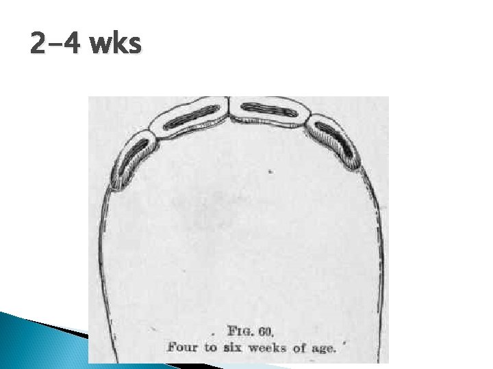 2 -4 wks 