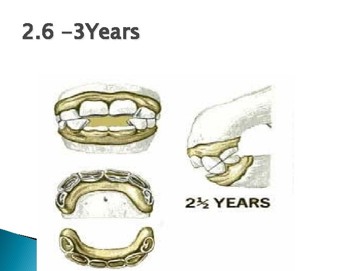 2. 6 -3 Years 
