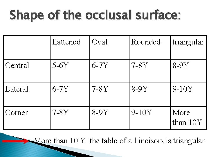 Shape of the occlusal surface: flattened Oval Rounded triangular Central 5 -6 Y 6