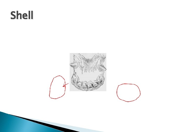Shell 