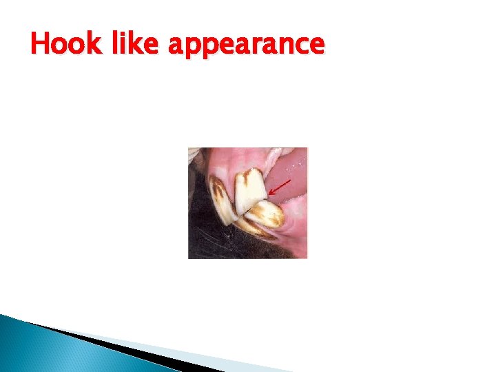 Hook like appearance 