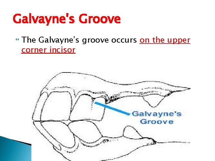 Galvayne's Groove The Galvayne's groove occurs on the upper corner incisor 
