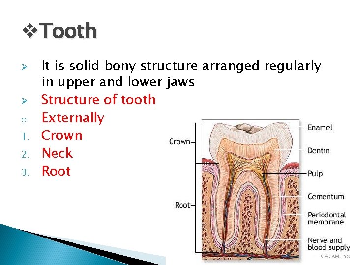 v. Tooth Ø Ø o 1. 2. 3. It is solid bony structure arranged