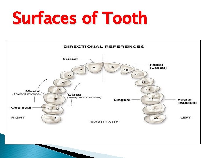 Surfaces of Tooth 