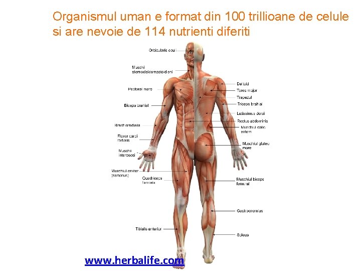 Organismul uman e format din 100 trillioane de celule si are nevoie de 114