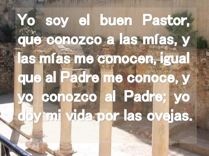 Yo soy el buen Pastor, que conozco a las mías, y las mías me