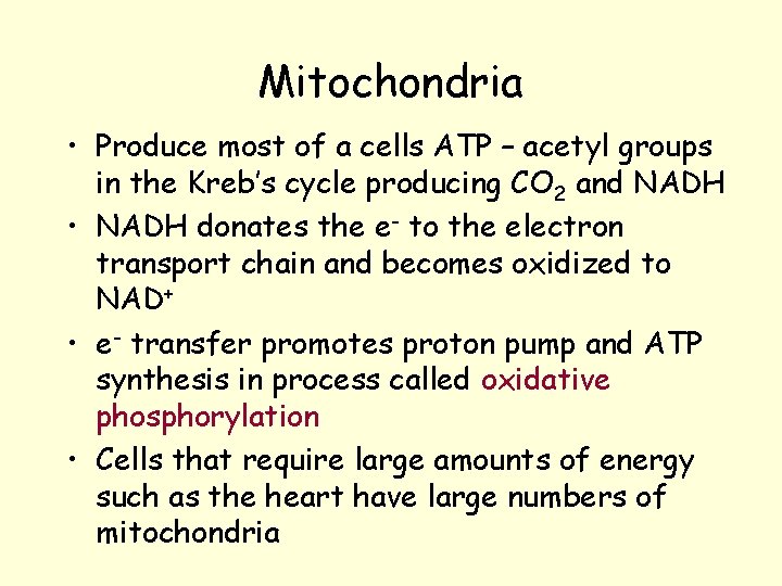 Mitochondria • Produce most of a cells ATP – acetyl groups in the Kreb’s Mitochondria • Produce most of a cells ATP – acetyl groups in the Kreb’s