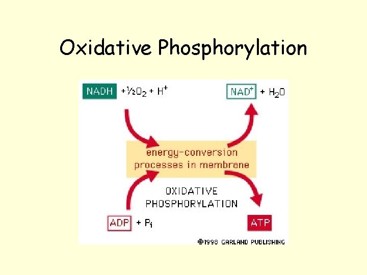 Oxidative Phosphorylation Oxidative Phosphorylation