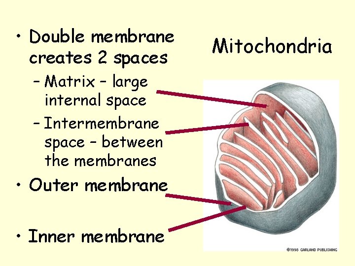 • Double membrane creates 2 spaces – Matrix – large internal space – • Double membrane creates 2 spaces – Matrix – large internal space –