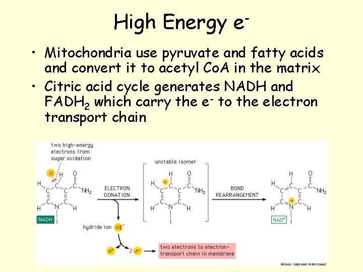 High Energy e • Mitochondria use pyruvate and fatty acids and convert it to High Energy e • Mitochondria use pyruvate and fatty acids and convert it to
