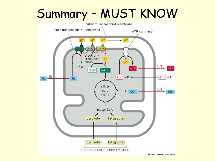 Chapter 13 14 Energy Generation in Mitochondria Generation