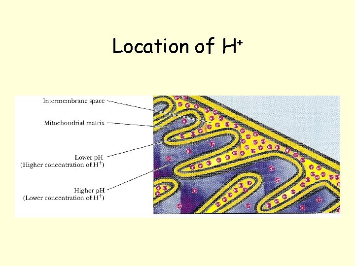 Location of H+ Location of H+