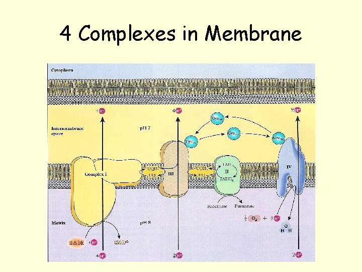 4 Complexes in Membrane 4 Complexes in Membrane