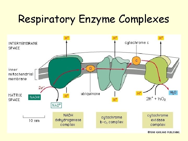 Respiratory Enzyme Complexes Respiratory Enzyme Complexes